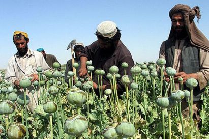 Afghan farmers in their fields.